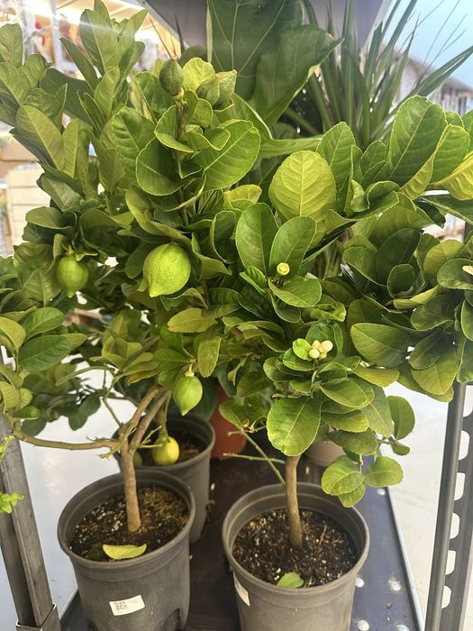 Офисное растение. Комнатный цветок. Мандарин Дерево. Лимонное дерево