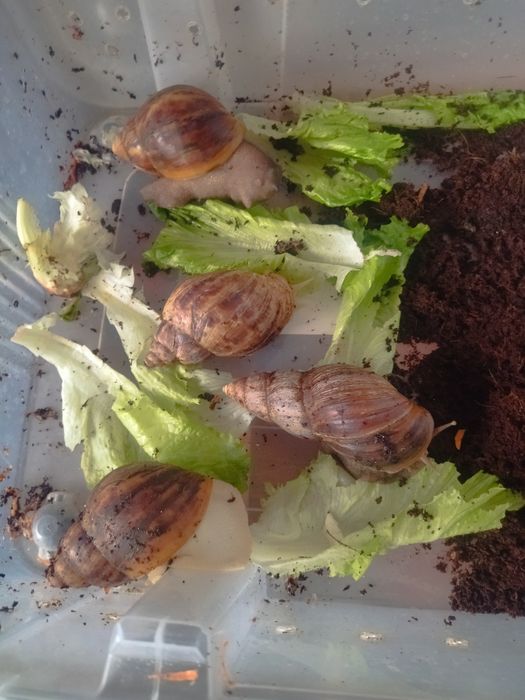 Улитки Ахатина и Архахатина