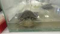 Продам двух черепах с аквариумом