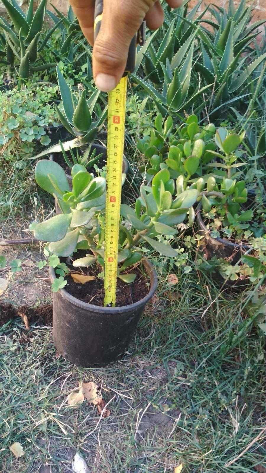 Алое Вера /Aloe Vera/ и Дърво на живота /Красула/ - растения в саксии