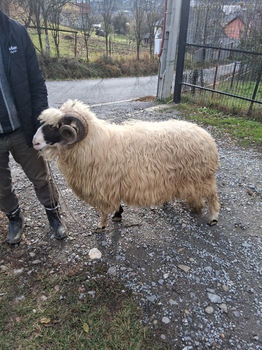 Berbec mior de vânzare