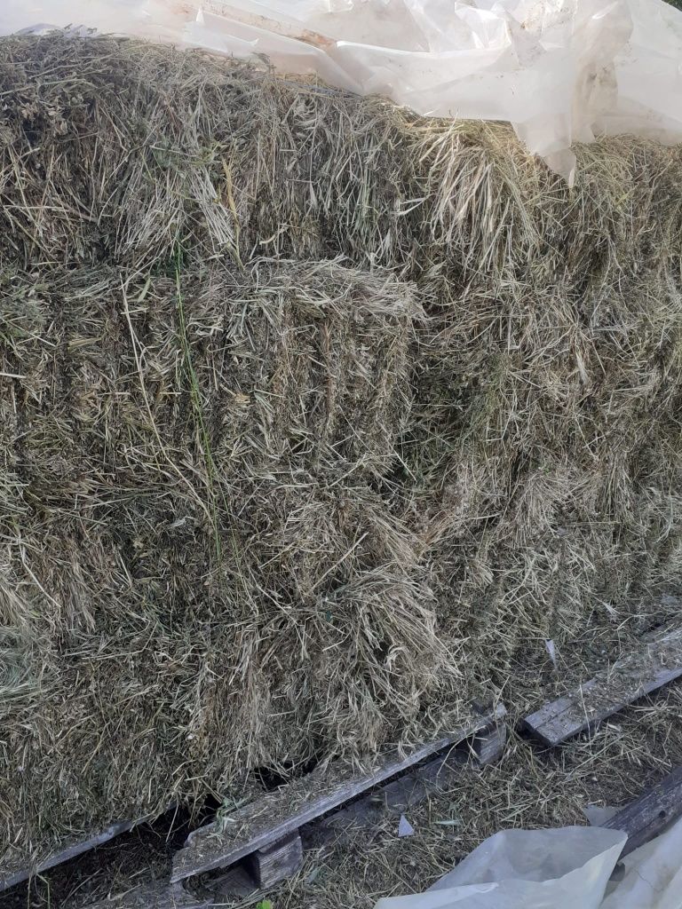 Vand lucerna Bogza comuna Sihlea