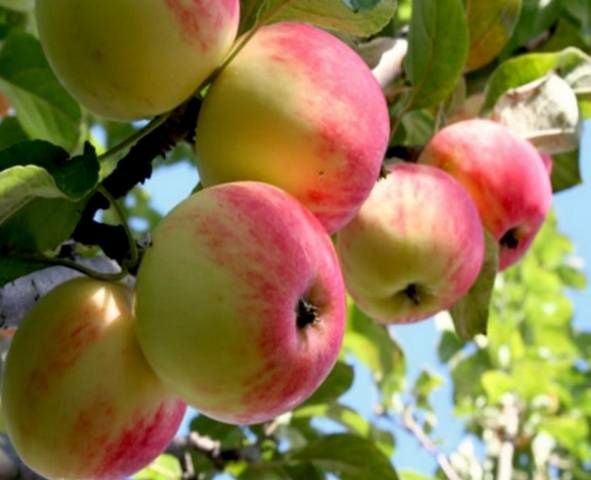 Pomi Fructiferi La Ghiveci (MĂR )