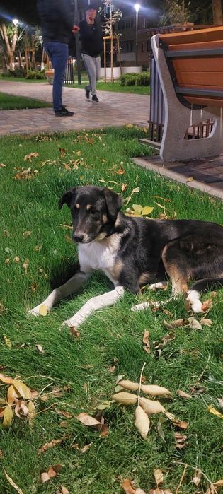 Щенки в добрые руки