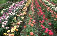 Саженцы роз от производителя. Чайно-гибридная роза с крупными цветками