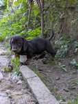 Catel  teckel ( dauchaund)