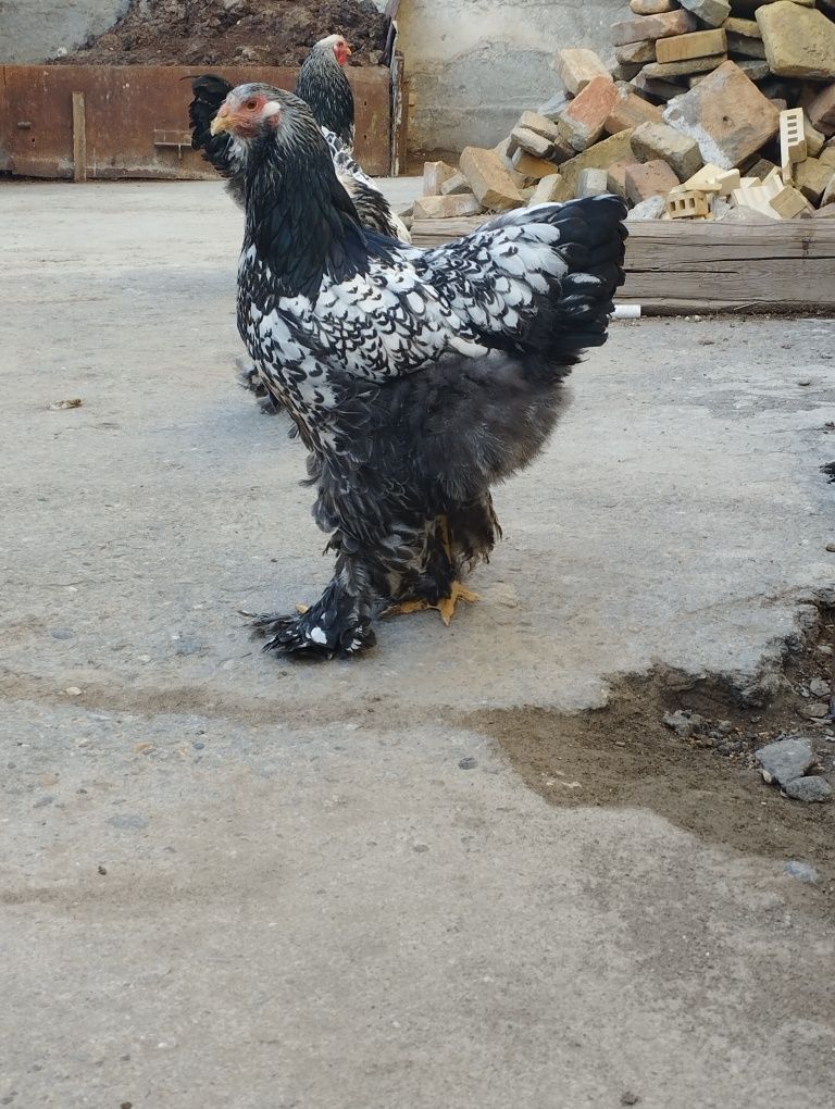 Brama tuxumlari sotiladi