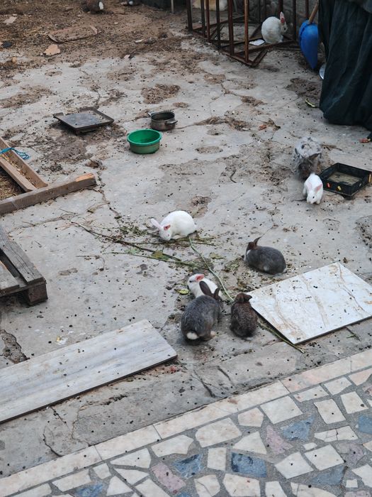 Vand iepuri diferite dimensiuni