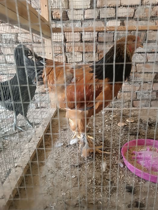 Ху́роз 7 ойлик Брама [Товук, хороз, хуроз, петух]