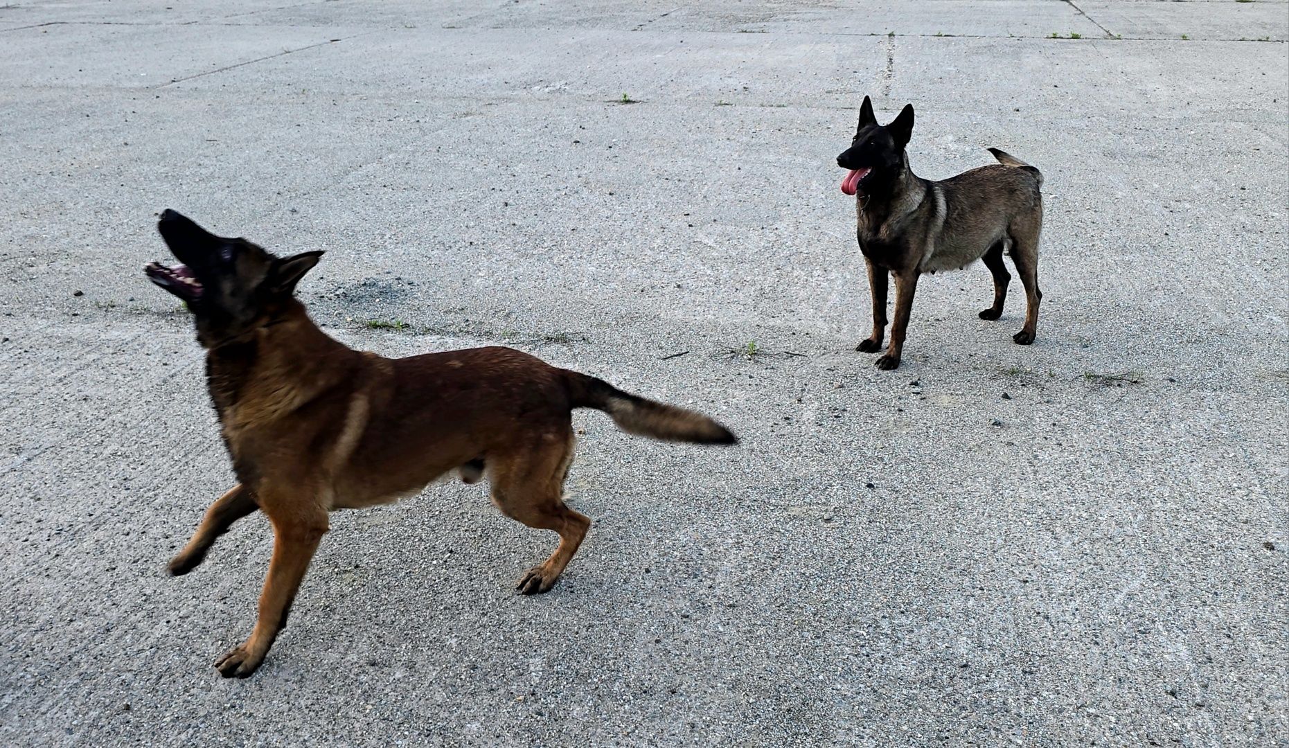 Ciobănesc belgian malinois femela cu pedigree