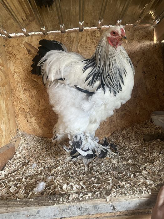 Brahma si cochinchina 2025