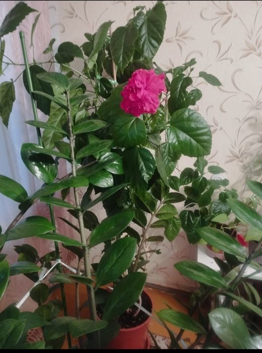 Продам розу комнатную . Цветёт несколько раз в году