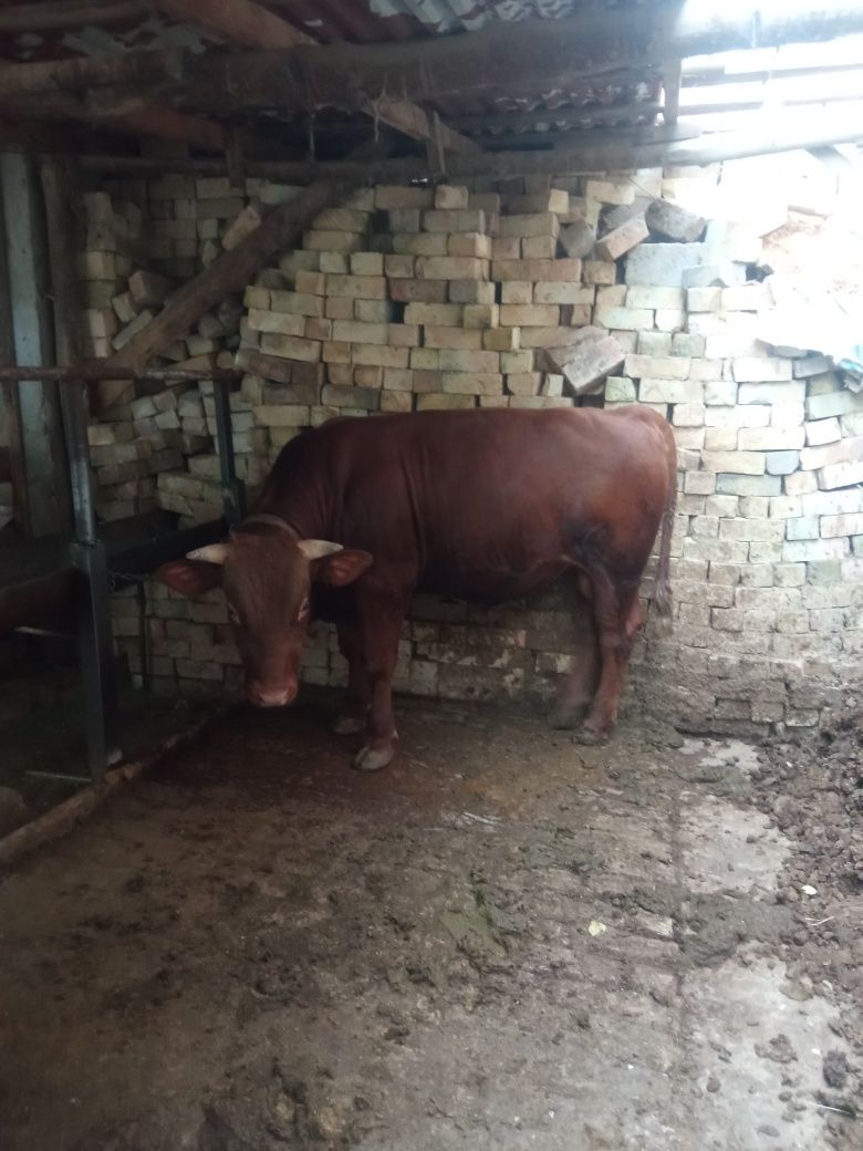 Продам цена дагаварное