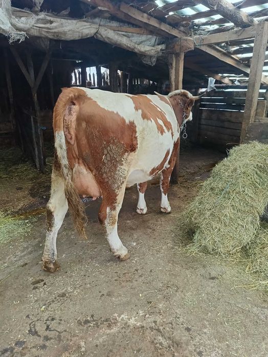 Vând vaci bălțată romaneasca