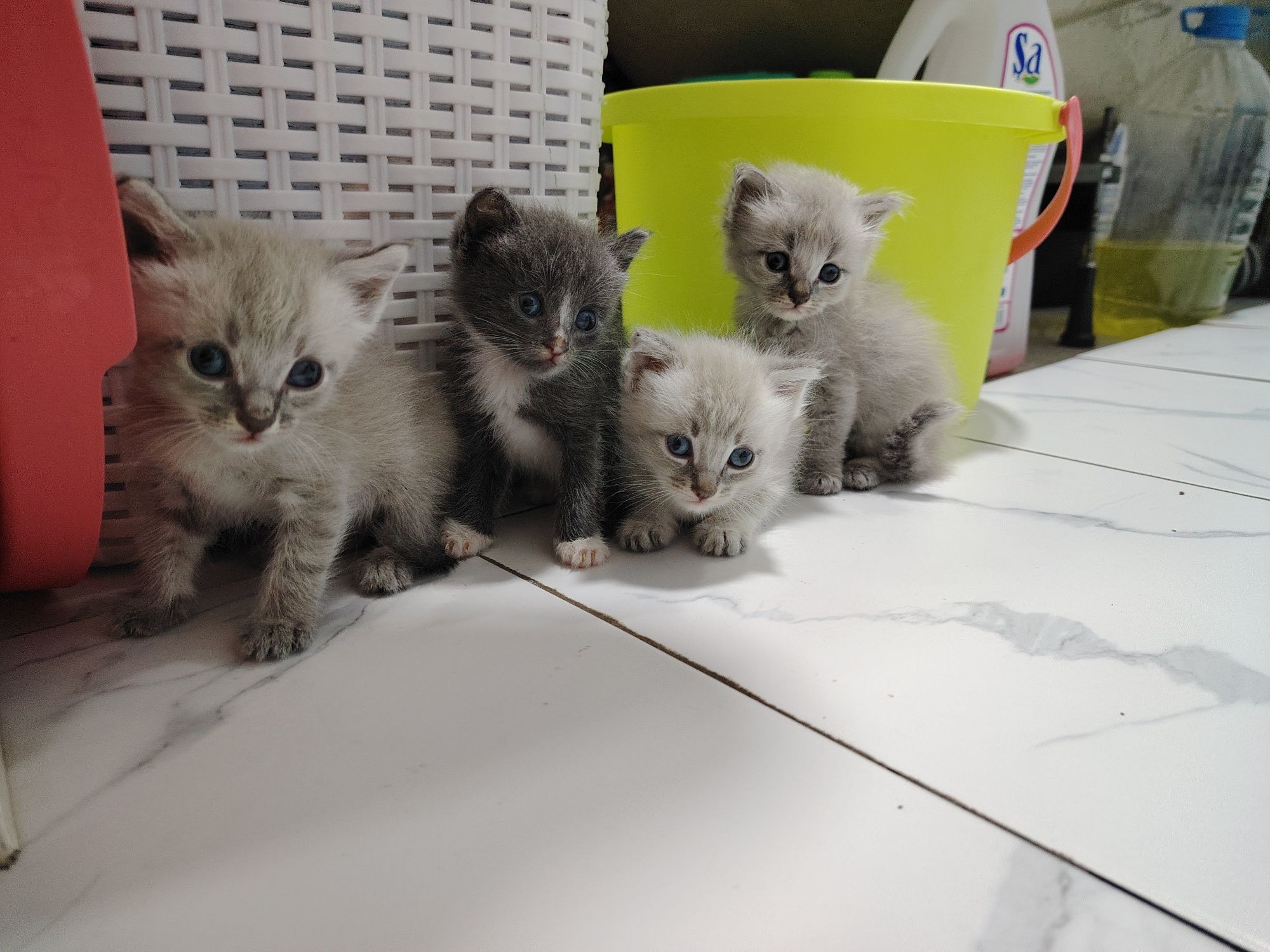 Отдам котят в добрые руки