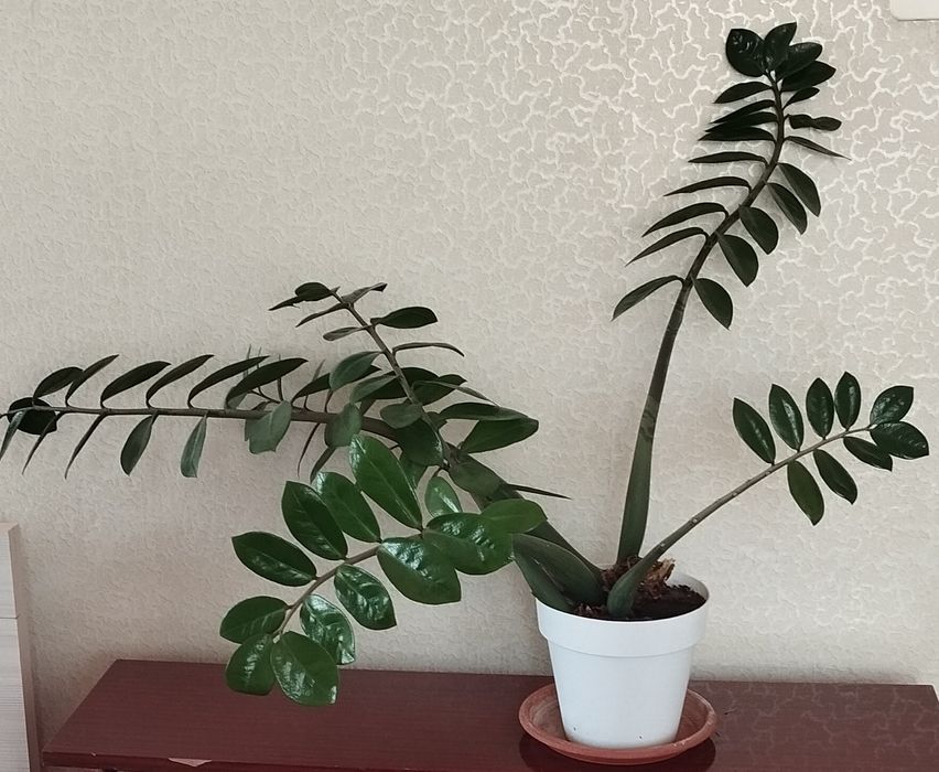 Замиокулькас- долларовое дерево