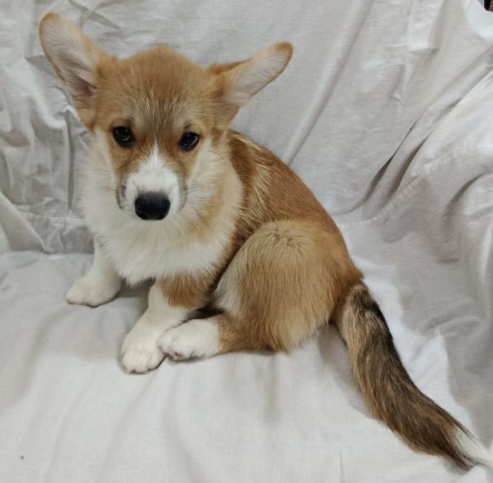 Щенки корги чистокровные