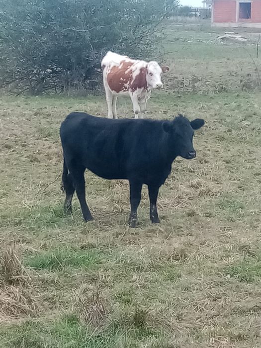 Vand vitea angus 1 an