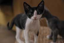 Adoptă iubire cu mustăcioare- Miso își caută familia pentru totdeauna