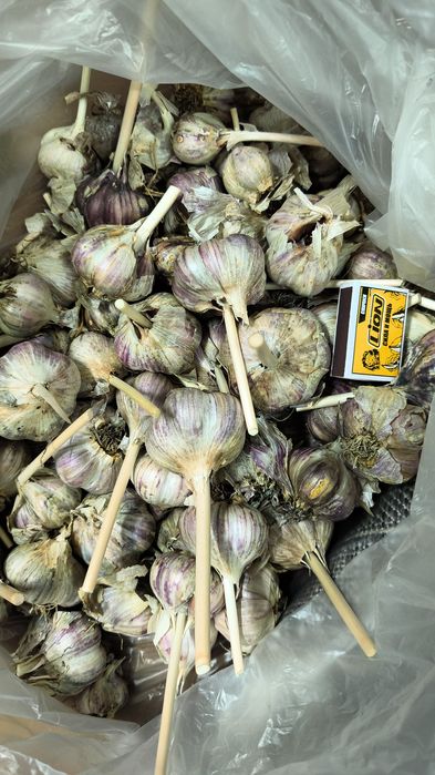 Продам чеснок 1600