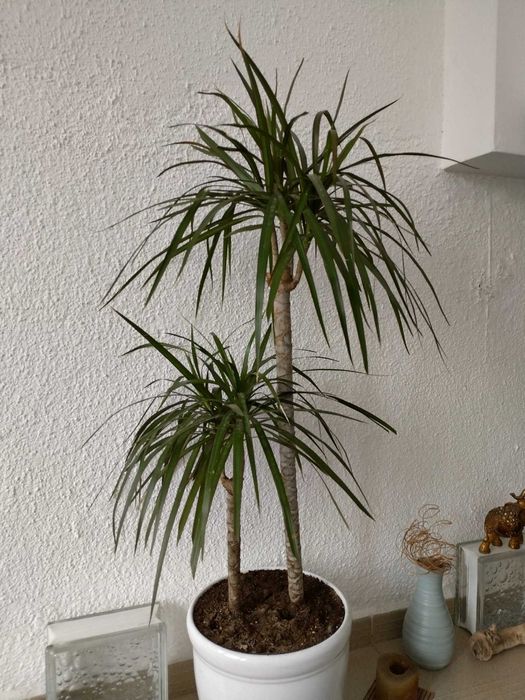 2 бр. Драцени с 3 разклонения всяка ( висока около 1 м )