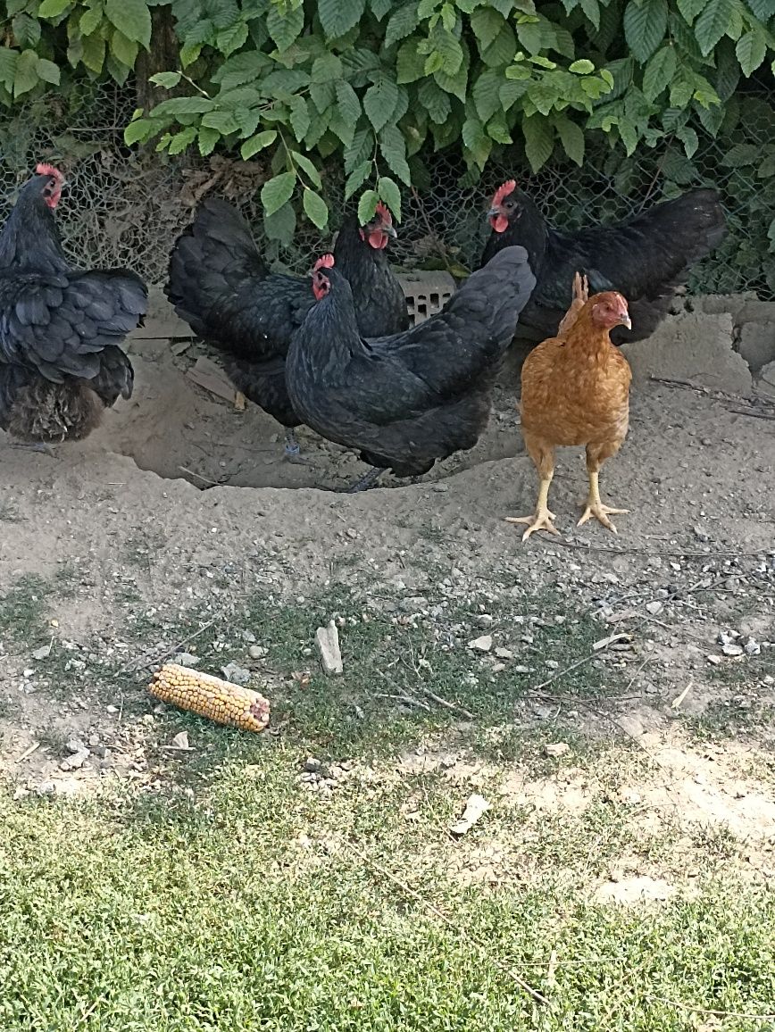 Vand gaini australorp negru