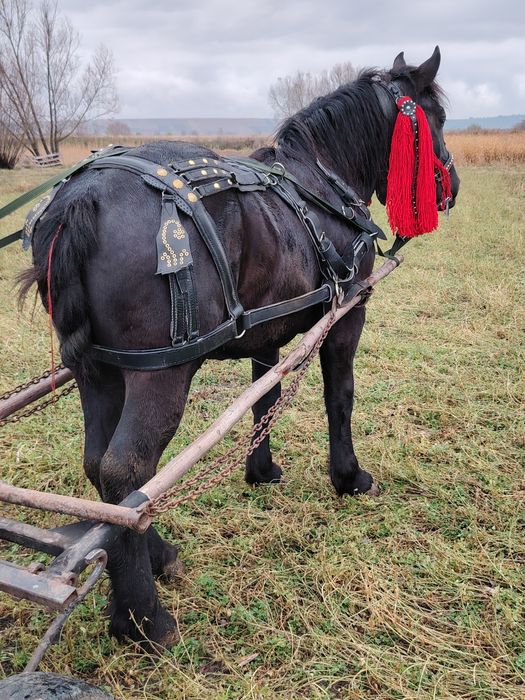 Vând mânz învățat