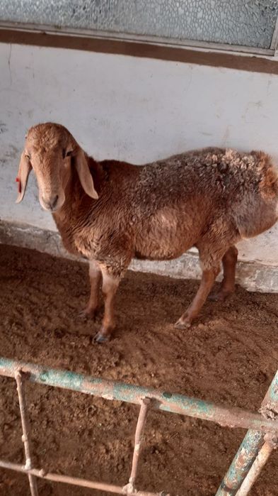 Арашан кучкор сотилади