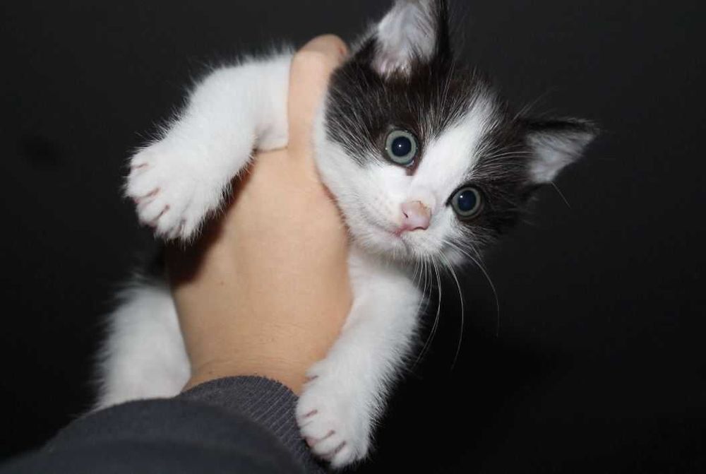 Котёнок 1,5 месяца