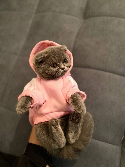 Scottish Fold mushugi