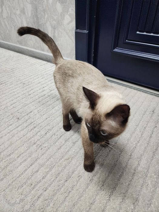 Сиамская кошка Барсик