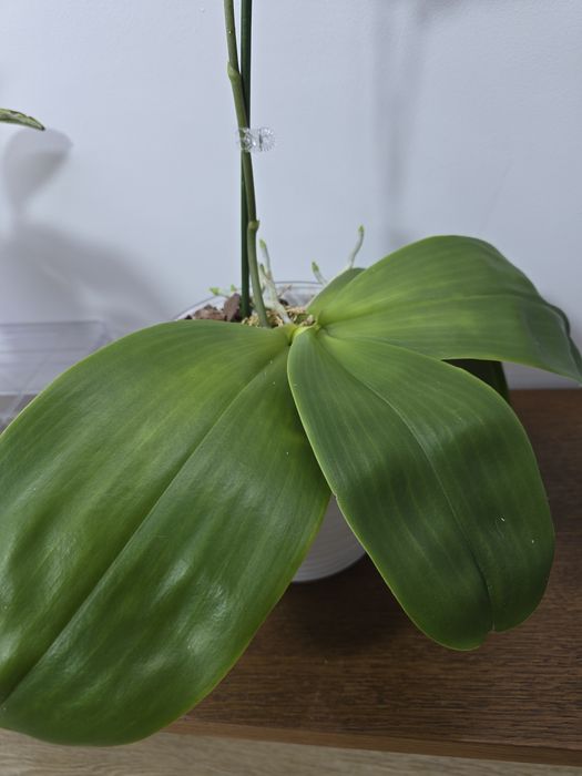 Продам орхидею Леодоро