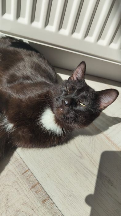 Котенок котик молоденький