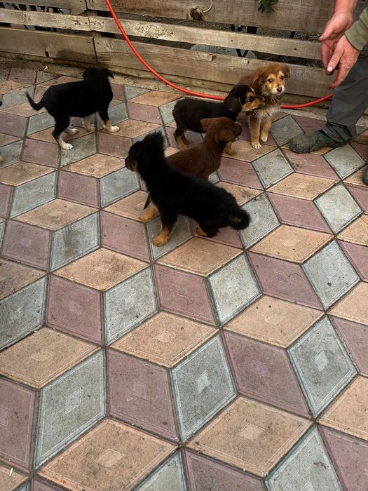 Donez 6 puii de caine