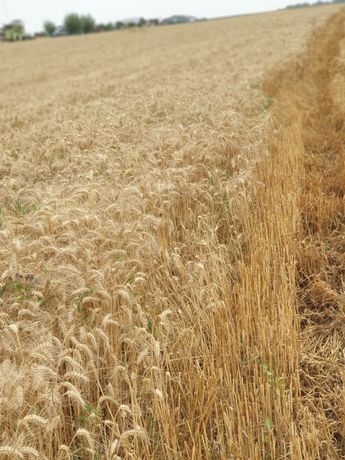 Comercializez grâu - porumb- mazăre producția 2021