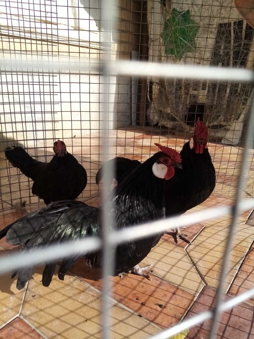 Бентам Японча сотилади