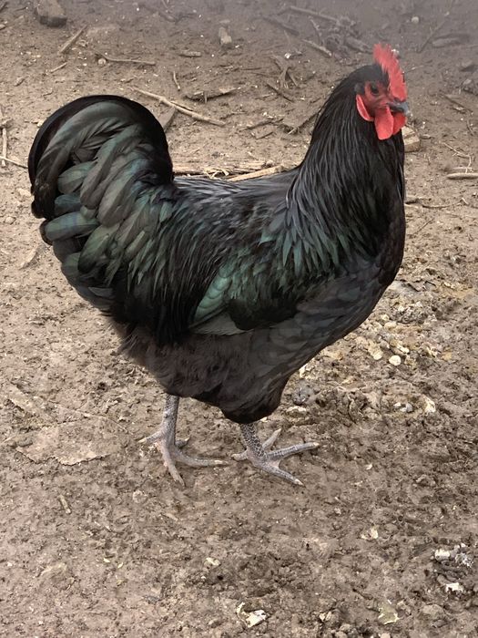 Cocosi australorp original