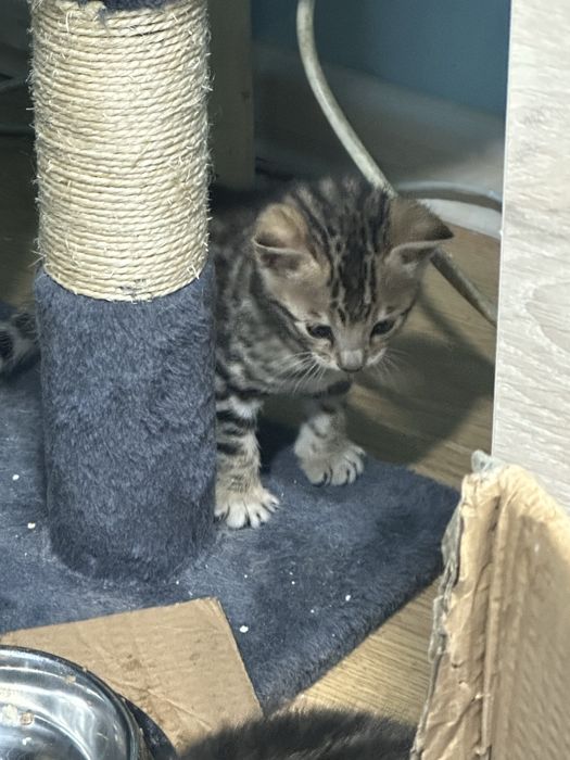 Бенгалски котета