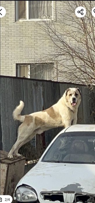 Ищем суку для вязки