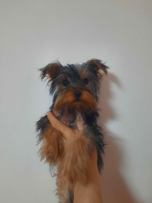 Йоркширски териер мини мъжко