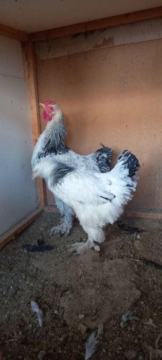 Brama tovuq va xoroz sotiladi