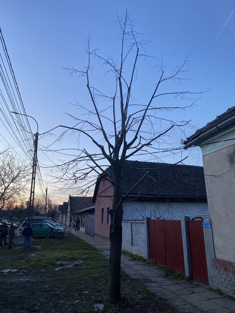 Toaletare si doborare arbori inalti