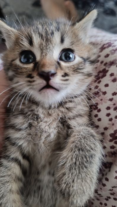 Котята ищут дом.