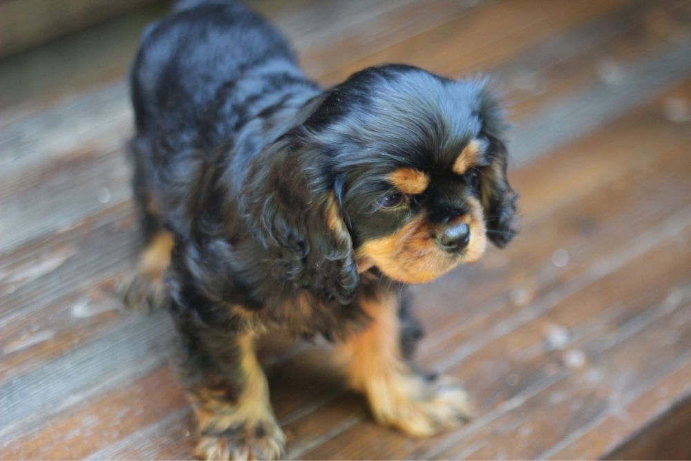 Кавалер кинг чарлз шпаньол black and tan