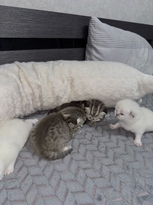 Вислоухие шотландские котята на бронь