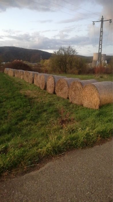 Vând porumb grau și baloti de păioase