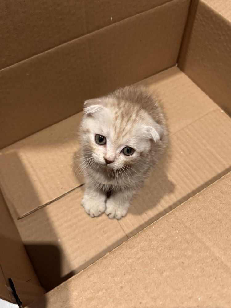 Котенок британский