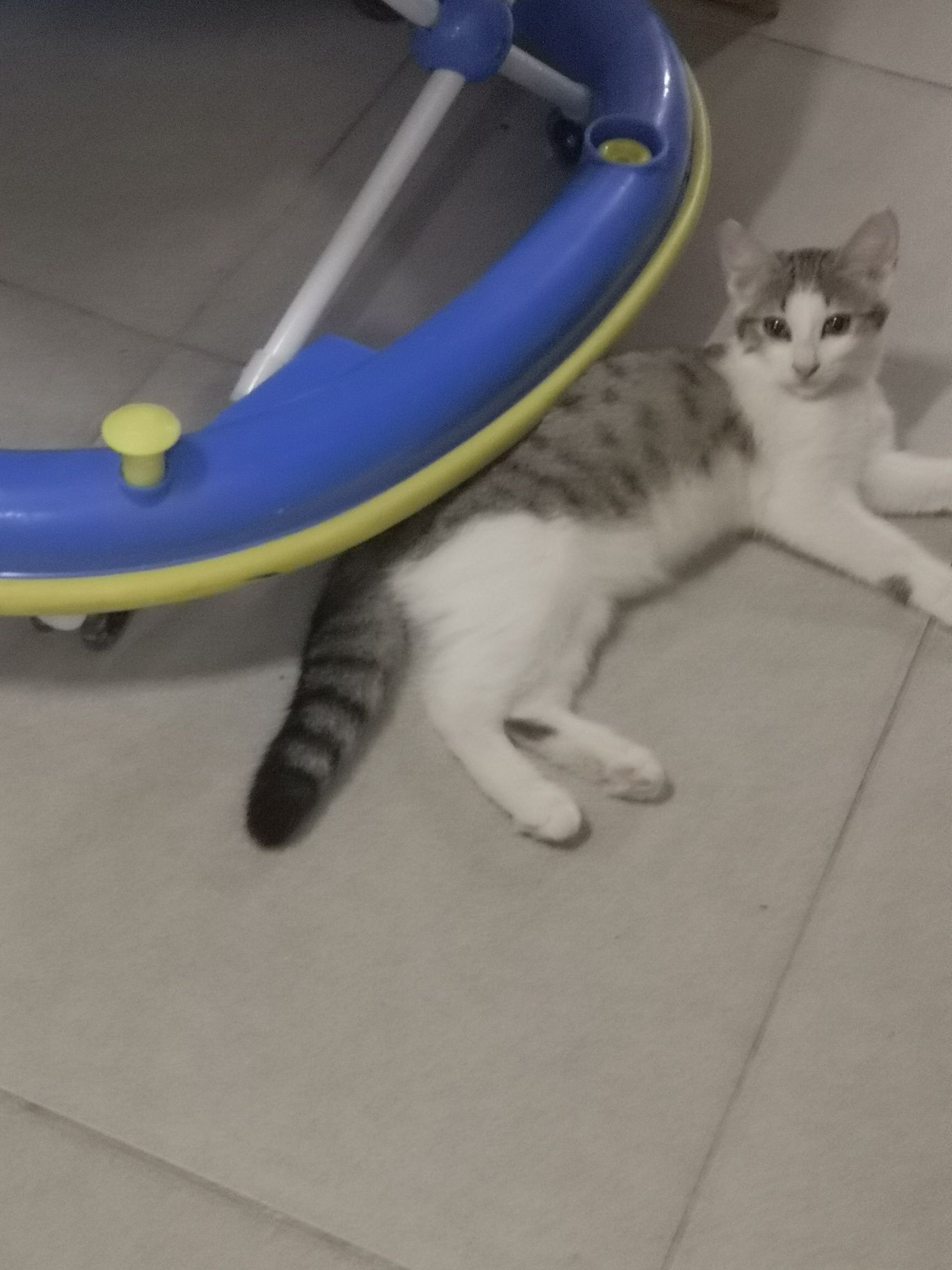 Котёнка в любящую семью