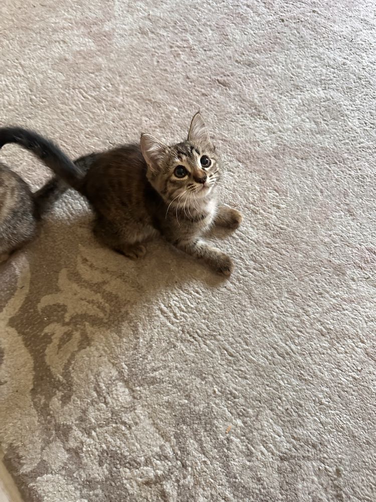 Котята, котики, лапочки