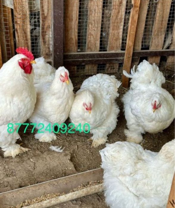 Кохинхин белый стандарт